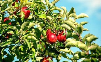 Beskära fruktträd – vi tipsar