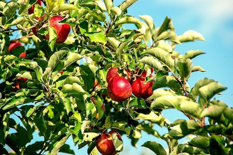 Beskära fruktträd – vi tipsar 3 3
