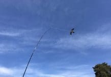 birdcontrol