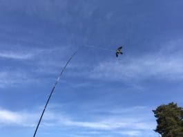 birdcontrol