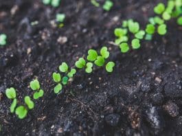 Tips för att skydda grönsakslandet från oinbjudna gäster