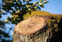 Ta bort stubbar i din trädgård