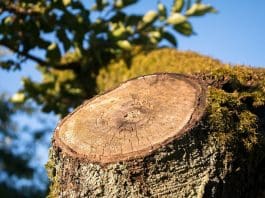 Ta bort stubbar i din trädgård