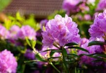 Skötselråd rhododendron