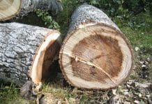 Fälla träd: regler, brytmån och fällning