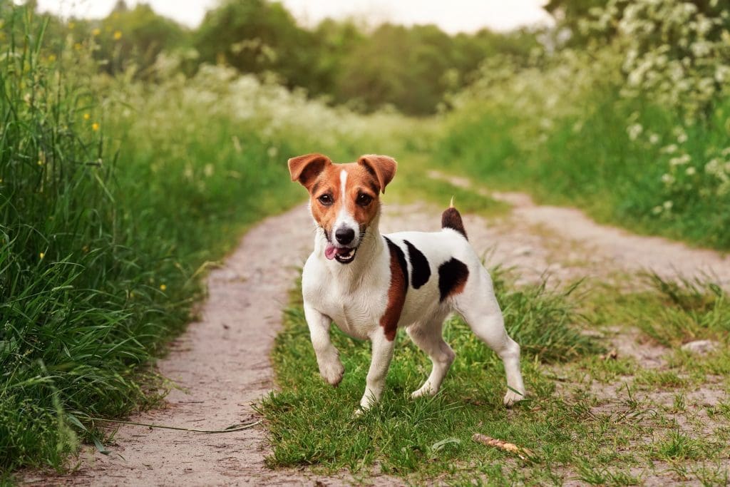 Jack Russell terrier