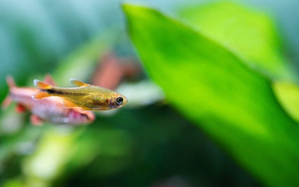 akvariefiskar