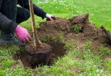 Så blir du ett proffs på att plantera träd! plantera träd