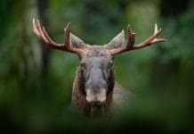 Så håller du älg borta från din trädgård