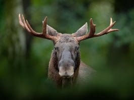 Så håller du älg borta från din trädgård
