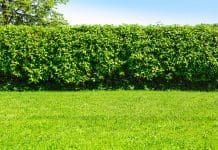 Avgränsa tomten – plantera häck plantera häck