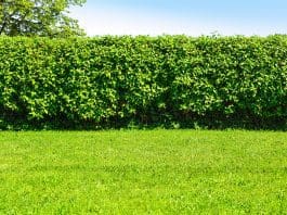 Avgränsa tomten – plantera häck plantera häck