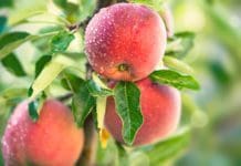 Om äppelträd och andra vanliga fruktträd Om äppelträd och andra vanliga fruktträd