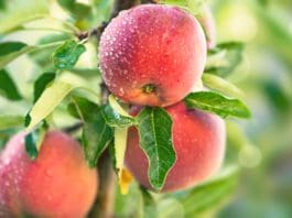 Om äppelträd och andra vanliga fruktträd Om äppelträd och andra vanliga fruktträd