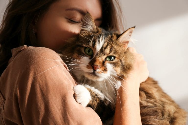 Vanliga frågor om att kastrera katt 6 4