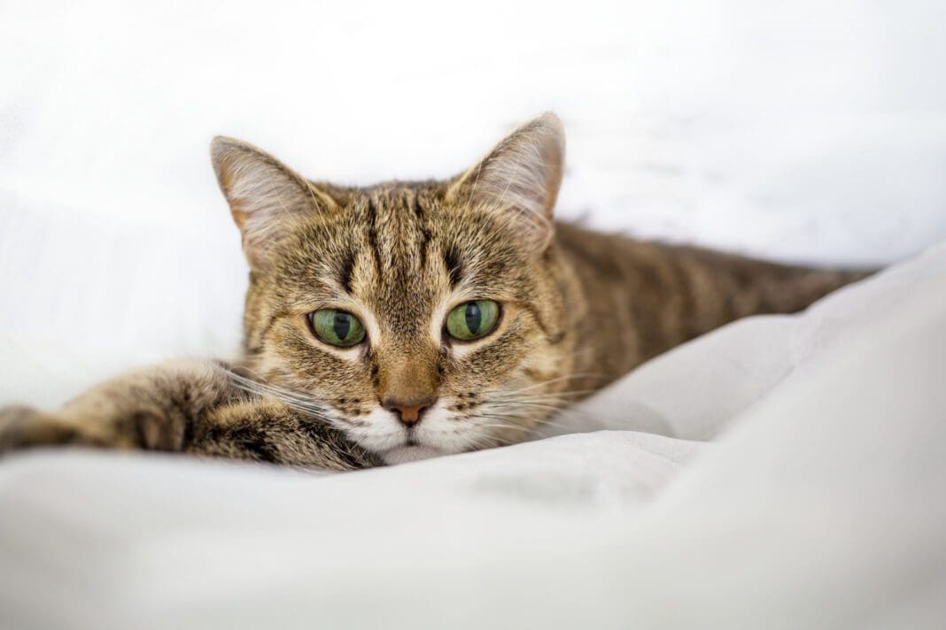 katt kissar utanför lådan