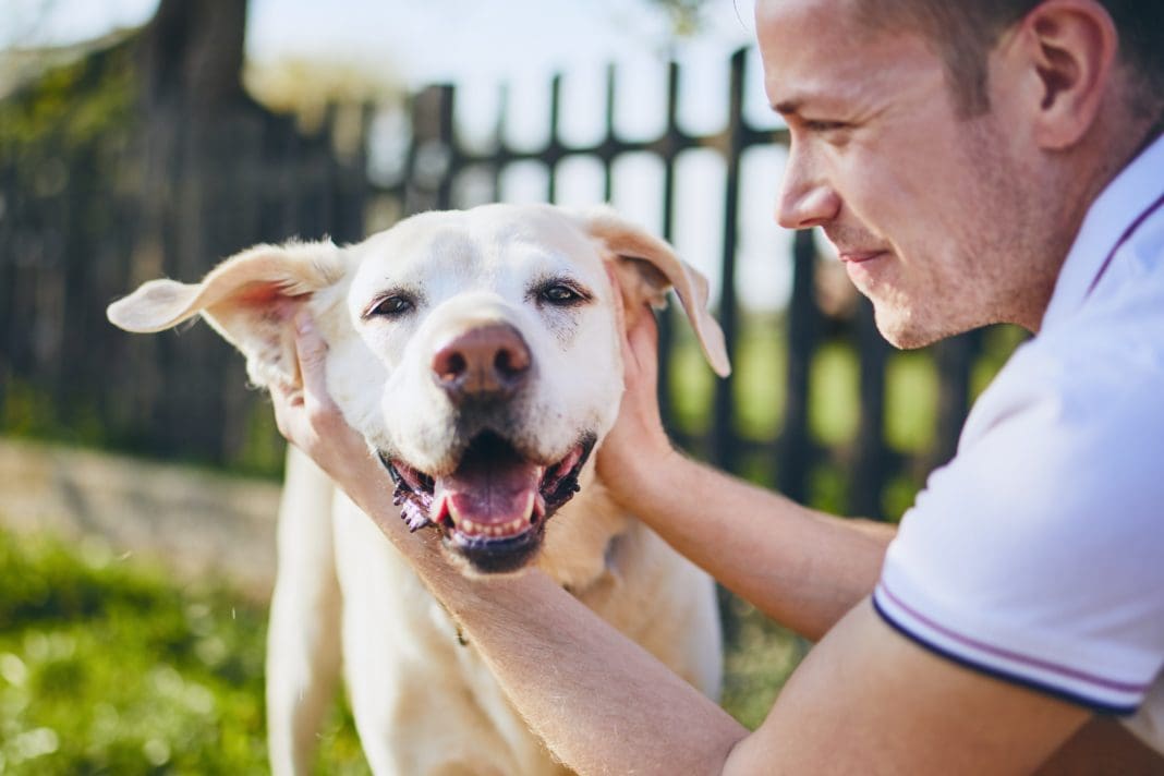 Borsta tänder på din hund på rätt sätt