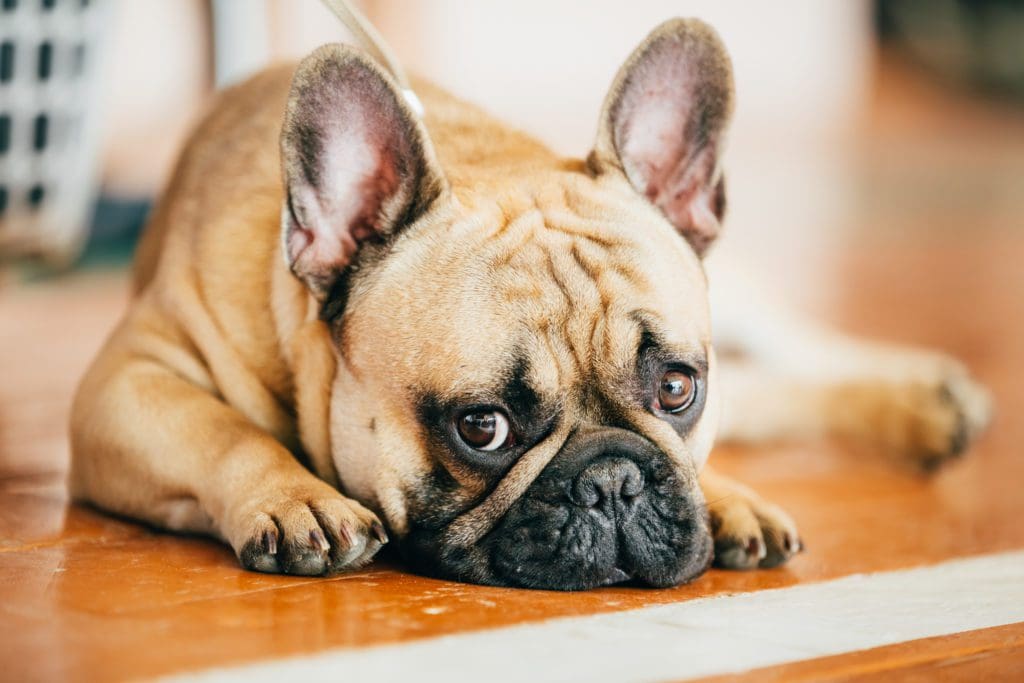 Borsta tänder på din hund på rätt sätt