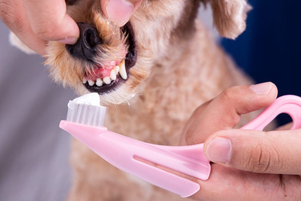 Borsta tänder på din hund på rätt sätt