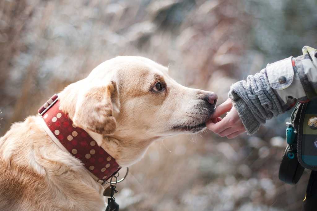 Adoptera hund? Detta bör du tänka på 1 adoption