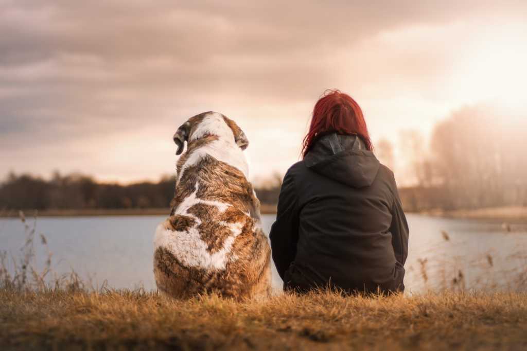 Adoptera hund? Detta bör du tänka på 2 adoptera hund 1