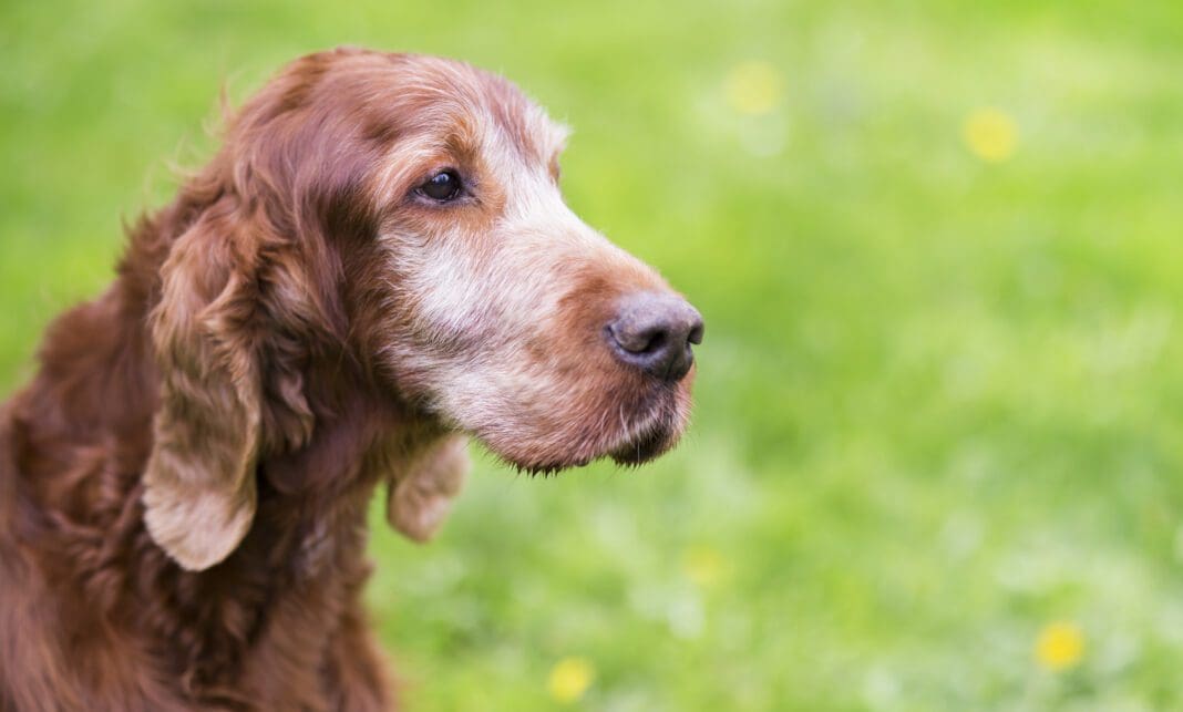 gammal hund