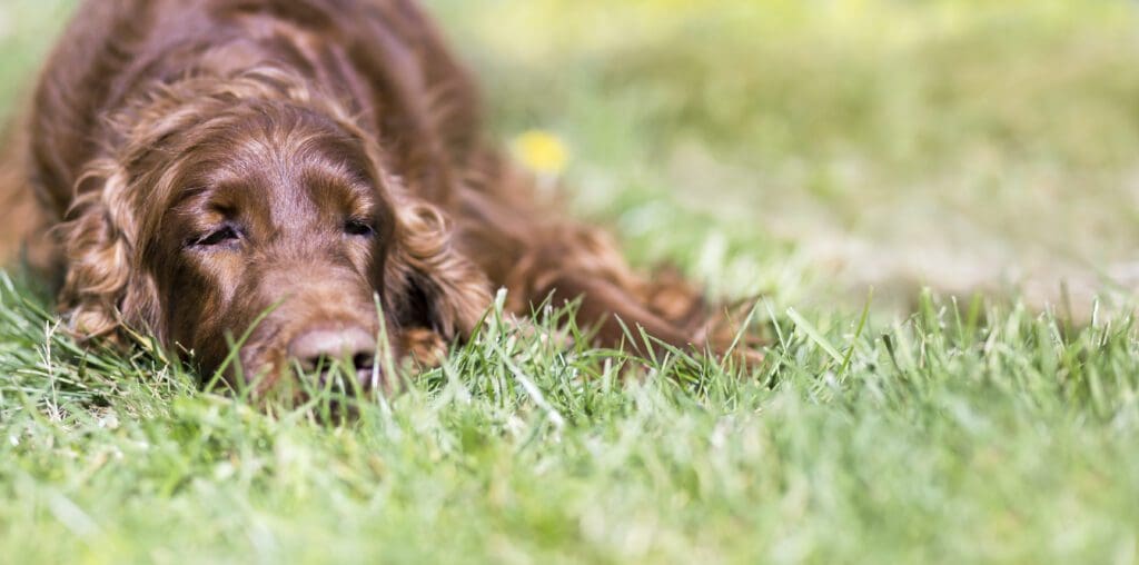 gammal hund