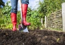 Trädgård juni – Trädgårdslivet trädgård juni