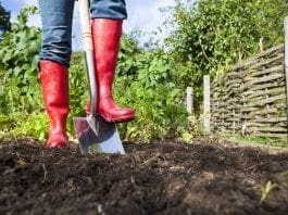Trädgård juni – Trädgårdslivet trädgård juni