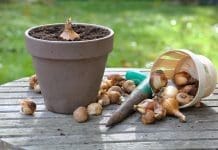 Plantera i kruka med Lasagnemetoden plantera i kruka