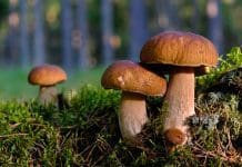 Huslivet – att göra i hem och trädgård i september