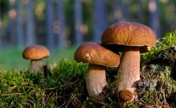 Huslivet – att göra i hem och trädgård i september