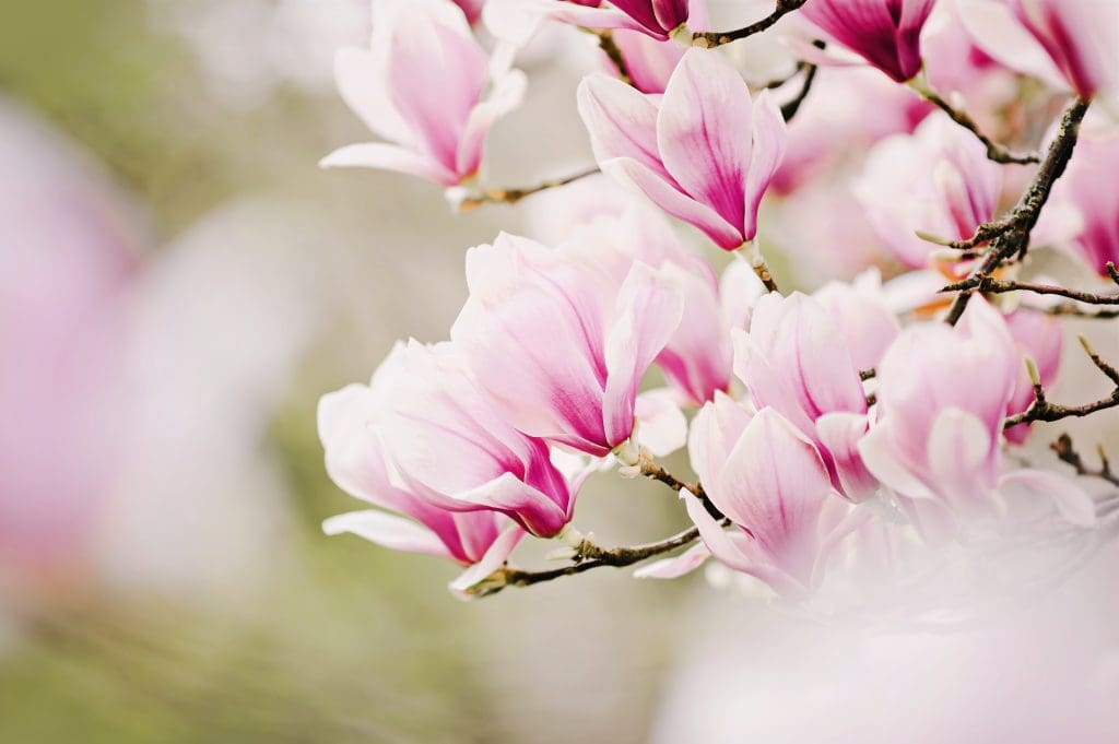 magnolia