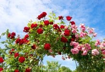 7 bästa klätterrosor och värdefulla tips klätterrosor