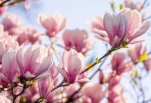 Magnoliaträd – 7 skötselråd och bästa sorterna magnoliaträd