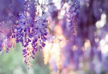 Blåregn – 4 Planteringstips med enkel skötsel och smart beskärning blåregn