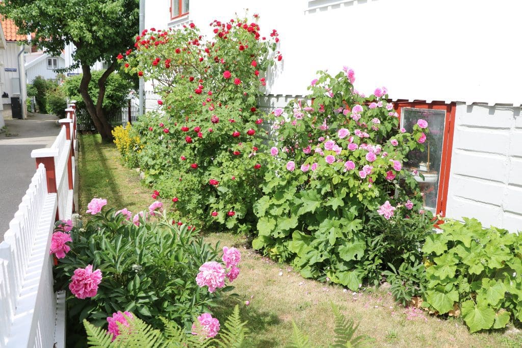 stockros skötsel