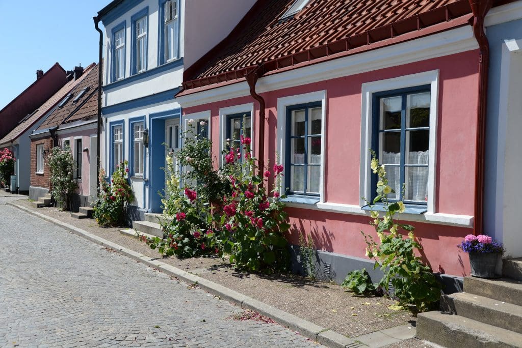 stockrosor