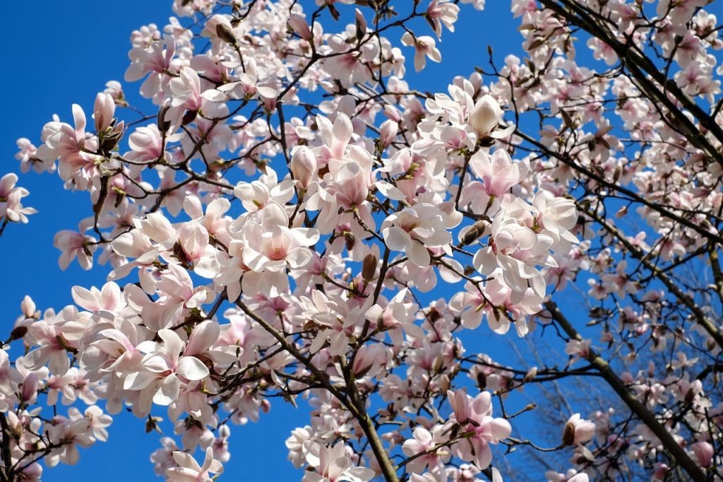 vit magnolia