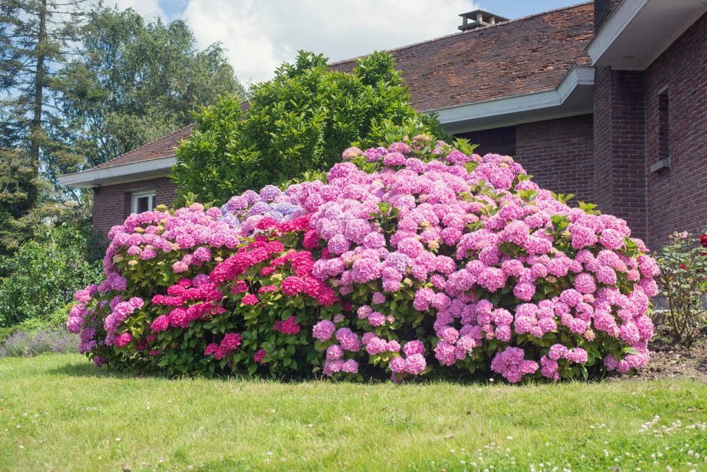 hur sköter man hortensia