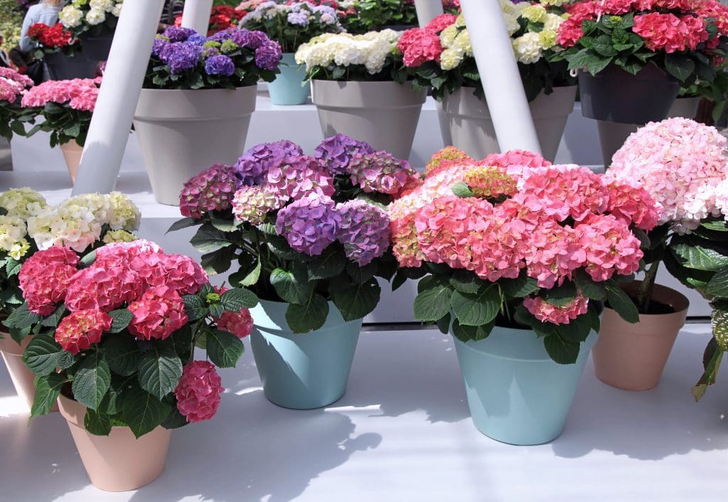 hortensia i kruka