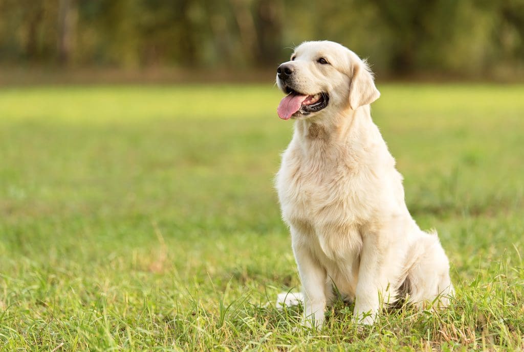 golden retriever skötsel