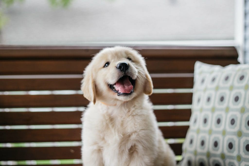 golden retriever kommando