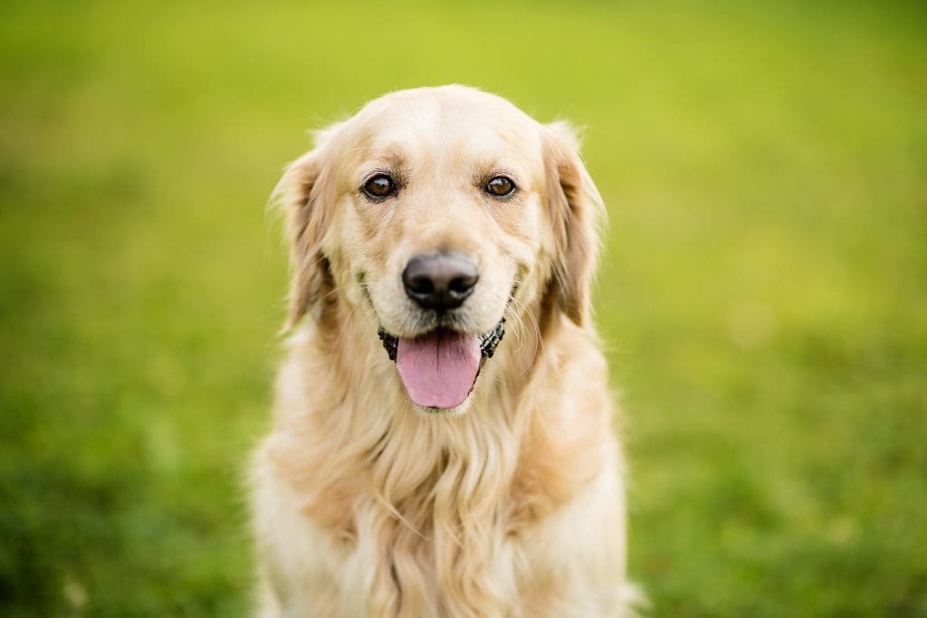 första hund