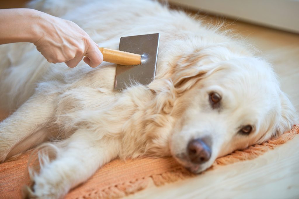 Golden Retriever päls