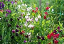 Luktärt Odling & Skötsel: Guide till doftande blommor luktärt