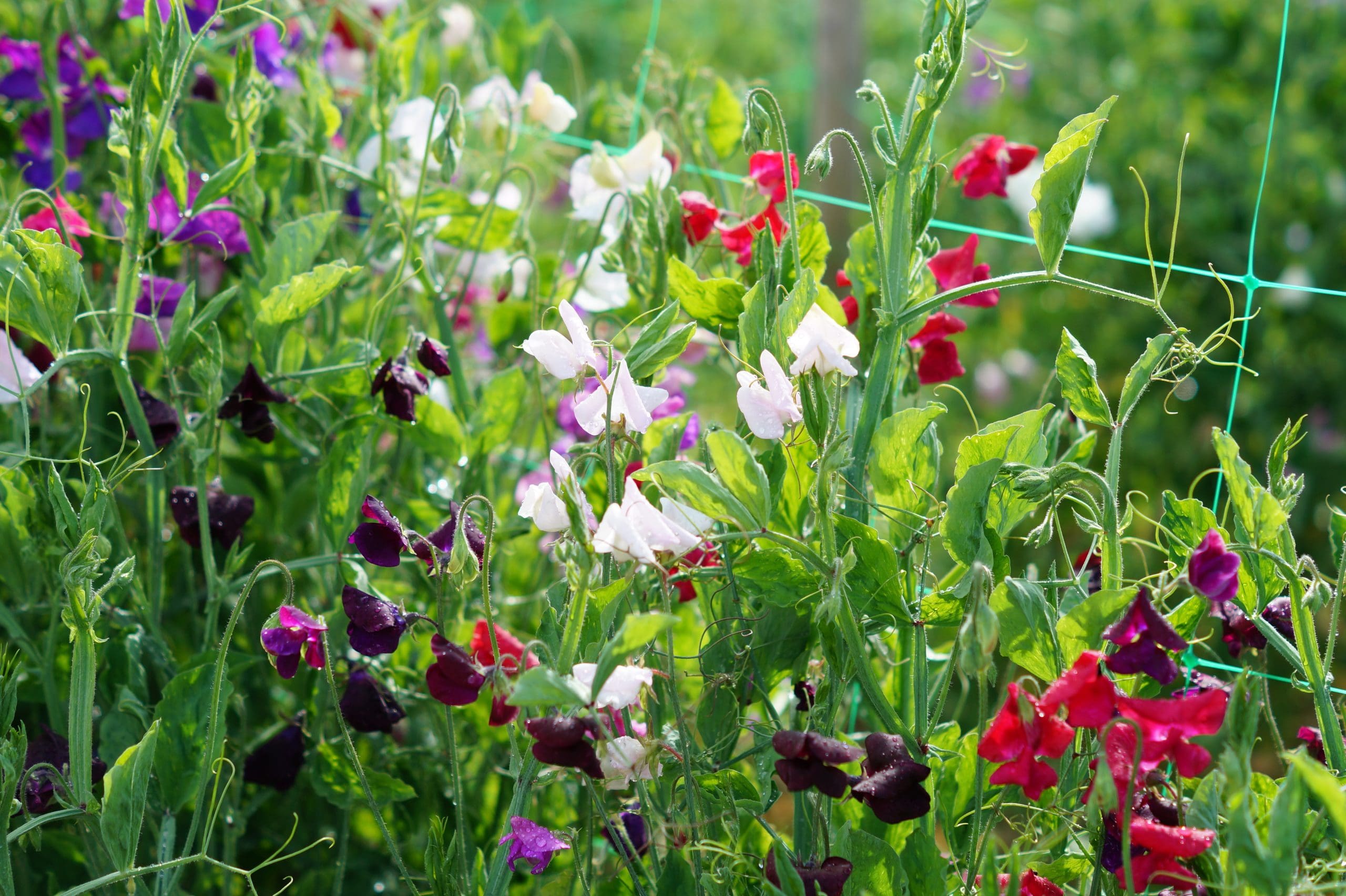Luktärt Odling & Skötsel: Guide till doftande blommor luktärt