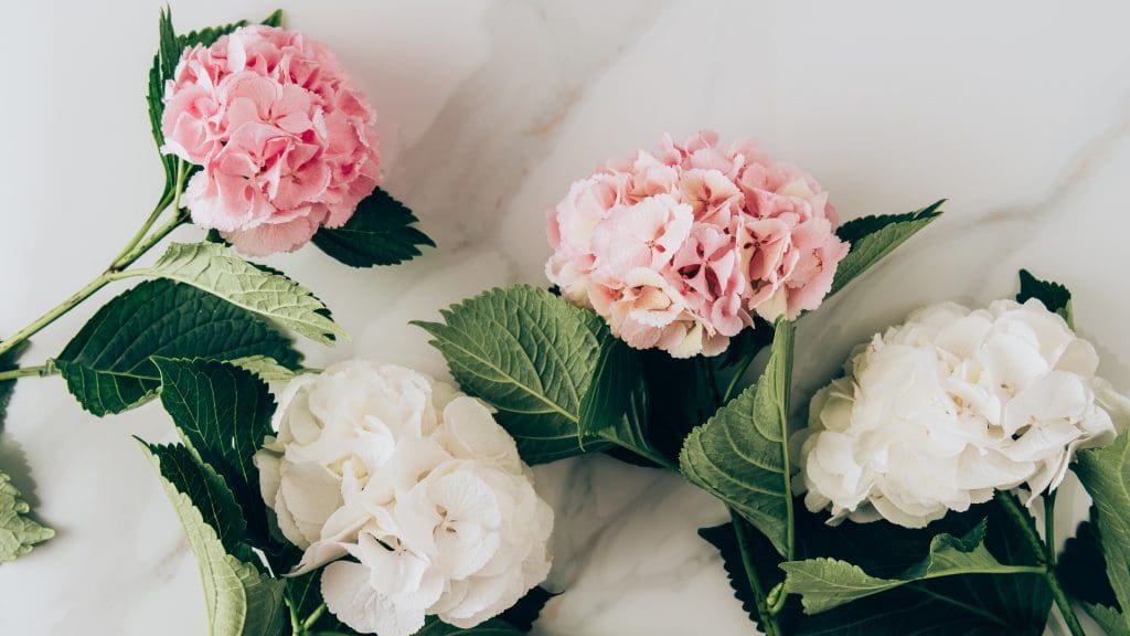 vitt rosa hortensia