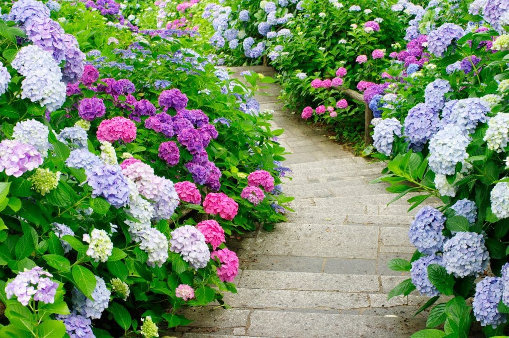 hortensia skötsel