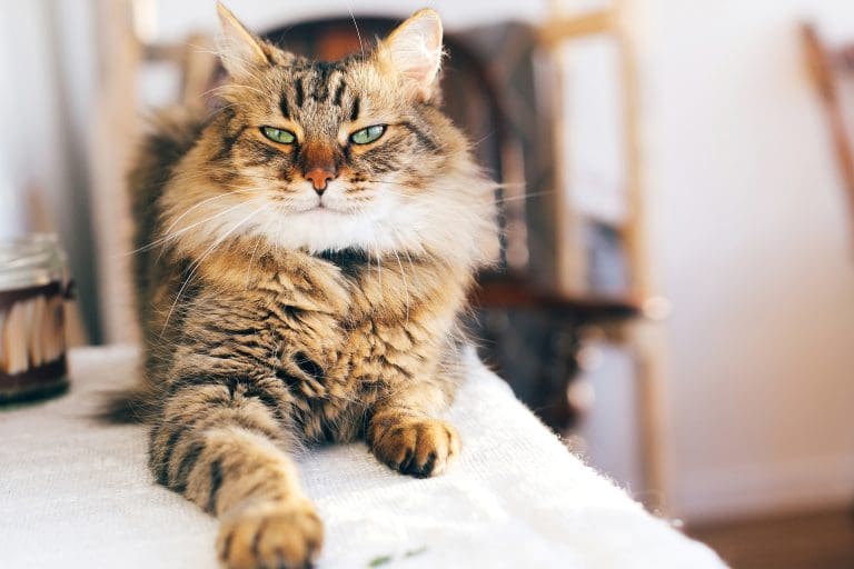Maine Coon: 10 anledningar att älska denna magnifika kattras 18 Golden Retriever 5